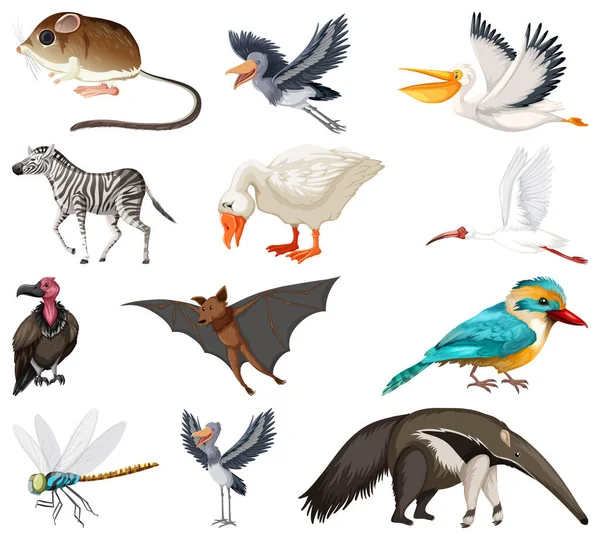 Różne Rodzaje Zwierząt Kolekcja Ilustracji — Wektor stockowy