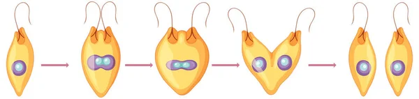 Diagrama Fragmentación Reproducción Asexual Ilustración — Archivo Imágenes Vectoriales