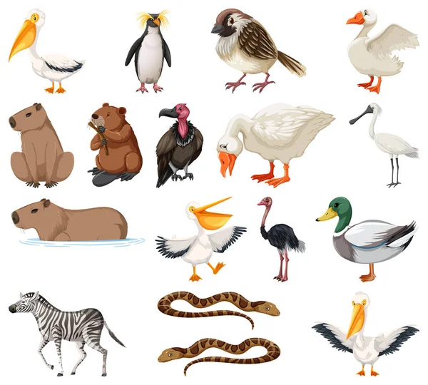 Différents Types Illustration Collection Animaux — Image vectorielle