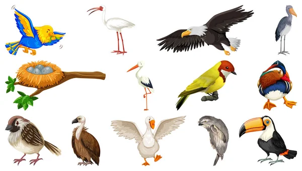 Diferentes Tipos Aves Coleção Ilustração — Vetor de Stock