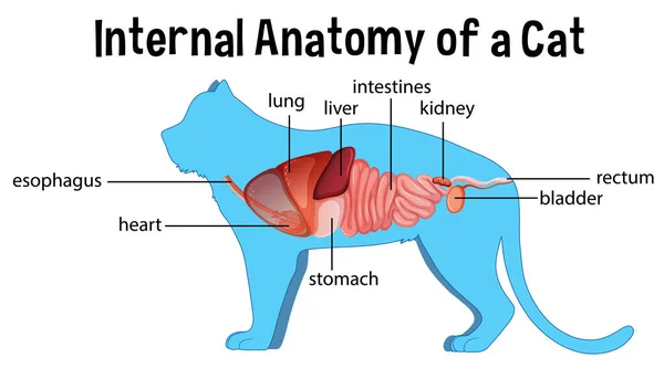 Anatomy Domestic Cat Illustration — Stock Vector