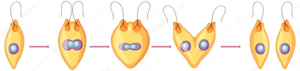 Asexual reproduction fragmentation diagram illustration