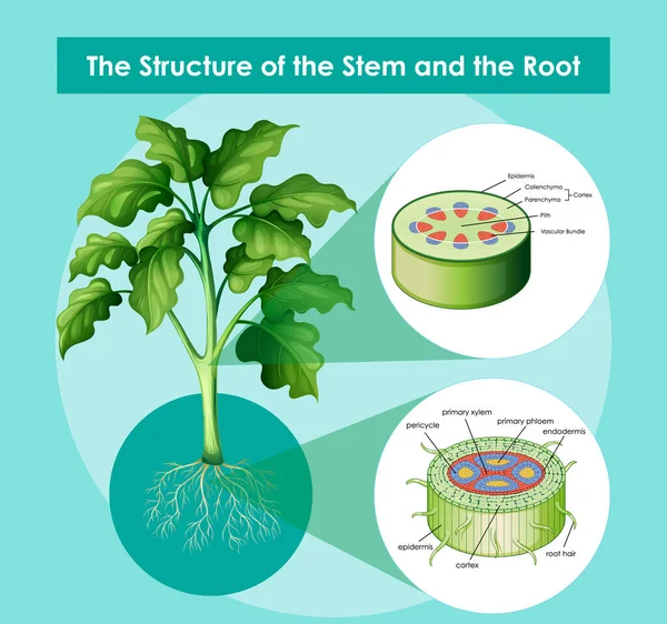 茎の構造と根図を示す図 — ストックベクタ