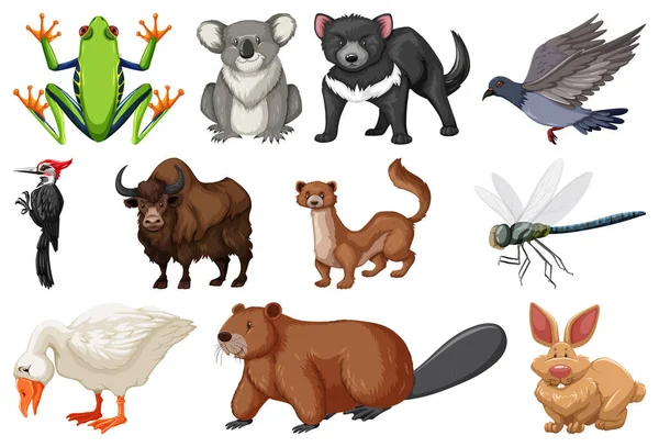 動物コレクションのイラストの異なる種類 — ストックベクタ