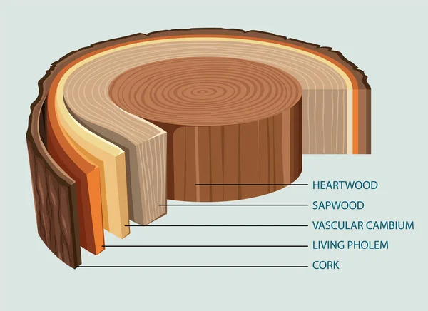 Анатомия Иллюстрации Ствола Дерева — стоковый вектор