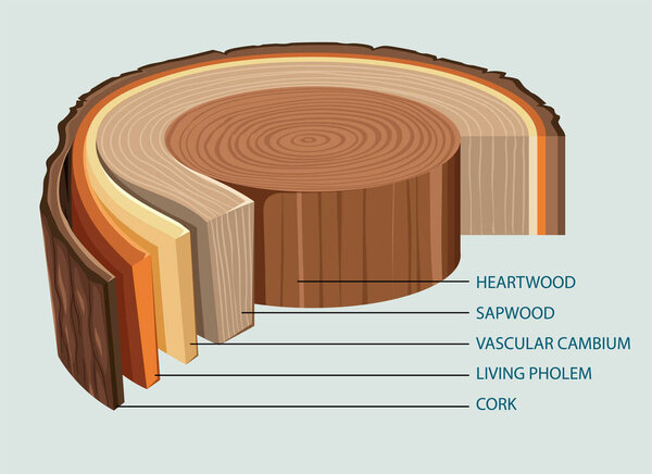 Anatomy of tree trunk  illustration