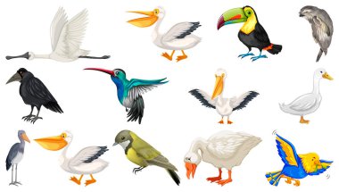 Farklı kuş türleri resim koleksiyonu