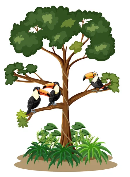 Pássaros Tucanos Ilustração Árvore — Vetor de Stock