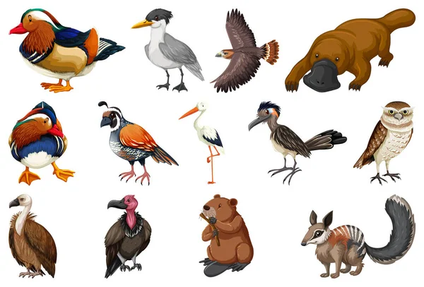 Différents Types Illustration Collection Animaux — Image vectorielle