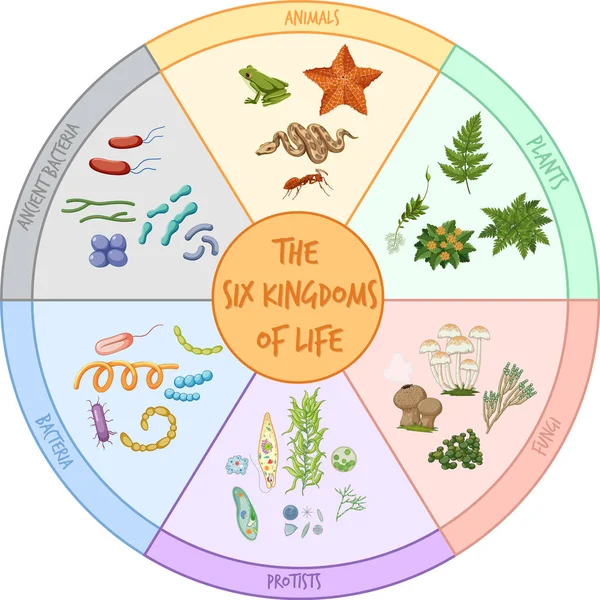 Diagramma Che Mostra Sei Regni Della Vita Illustrazione — Vettoriale Stock