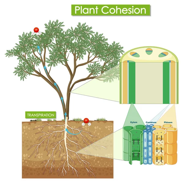 Діаграма Показує Ілюстрацію Plant Cohesion — стоковий вектор