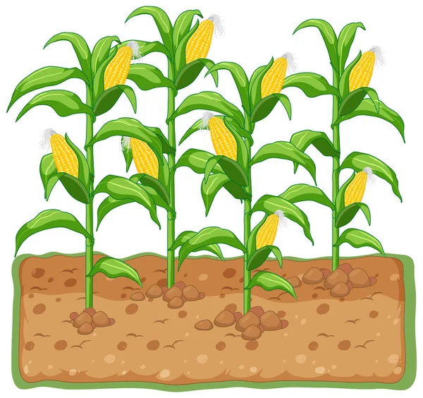 土壌漫画のイラストで成長しているトウモロコシの植物 — ストックベクタ