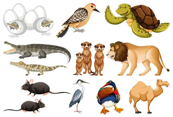 Different Kinds Animals Collection Illustration — Stock Vector