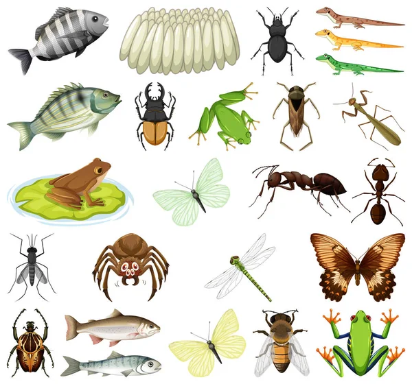 Diferentes Tipos Insectos Animales Sobre Fondo Blanco Ilustración — Archivo Imágenes Vectoriales