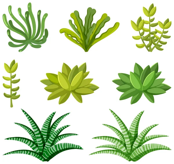 Ensemble Plantes Succulentes Sur Fond Blanc Illustration — Image vectorielle