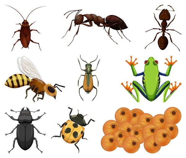 Diferentes Tipos Insectos Animales Sobre Fondo Blanco Ilustración — Vector de stock