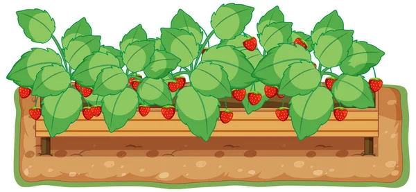 Planta Fresa Creciendo Con Ilustración Dibujos Animados Del Suelo — Vector de stock