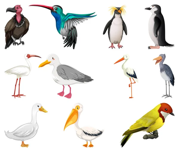 Διάφορα Είδη Απεικόνισης Συλλογής Πτηνών — Διανυσματικό Αρχείο