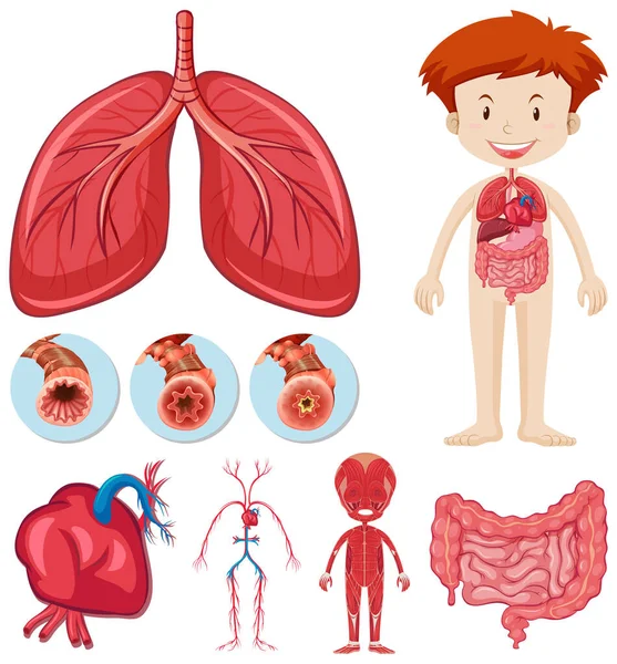 Ensemble Équipements Nécessaires Illustration Expériences Scientifiques — Image vectorielle