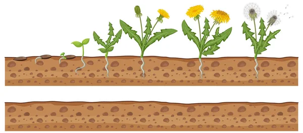 Conjunto Ilustración Del Ciclo Vida Del Diente León — Archivo Imágenes Vectoriales