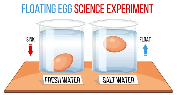 Esperimento Scientifico Con Uova Prova Illustrazione Della Freschezza — Vettoriale Stock