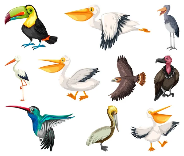 Diferentes Tipos Aves Coleção Ilustração — Vetor de Stock