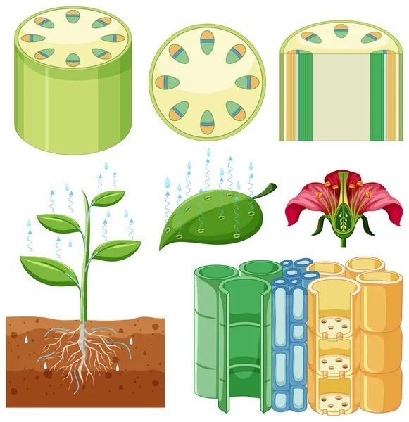 Conjunto Diferentes Células Vegetais Ilustração — Vetor de Stock