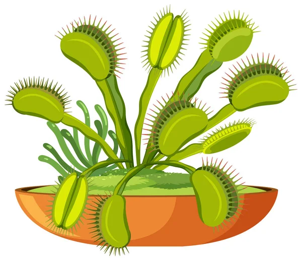 Venus Flytrap Carnivorous Plant Insect Illustration — Stock Vector