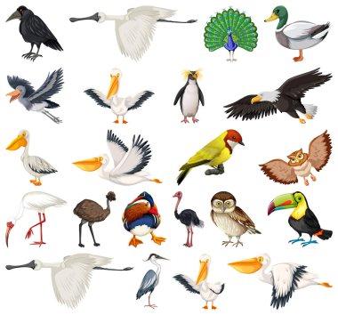 Farklı kuş türleri resim koleksiyonu