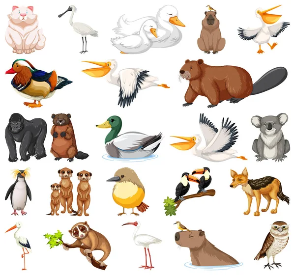 Différents Types Illustration Collection Animaux — Image vectorielle