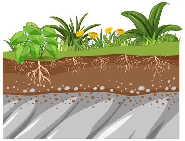 Éducation Scientifique Plante Son Illustration Racine — Image vectorielle