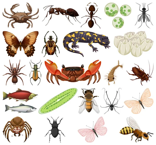 Diferentes Tipos Insectos Animales Sobre Fondo Blanco Ilustración — Vector de stock