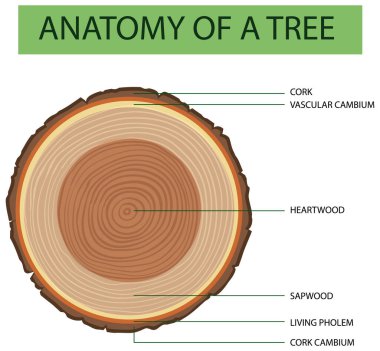 Ağaç gövdesi çiziminin anatomisi