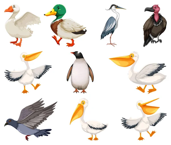 Forskellige Former Fugle Samling Illustration – Stock-vektor