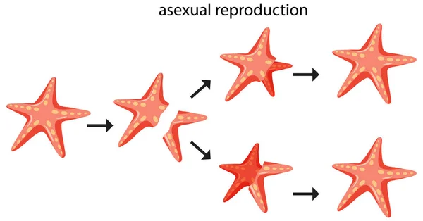 Szexuális Reprodukciós Fragmentáció Tengeri Csillagokkal Illusztrálva — Stock Vector