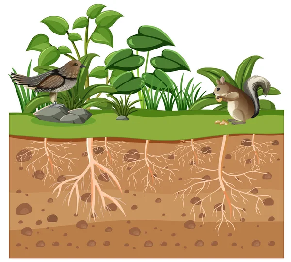 Educația Științifică Plantelor Ilustrația Rădăcină — Vector de stoc