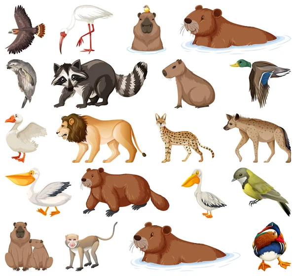 Différents Types Illustration Collection Animaux — Image vectorielle