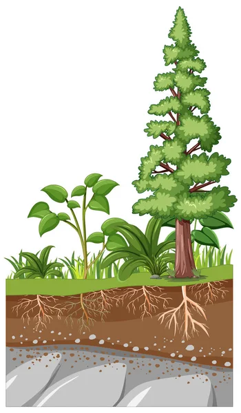 植物の科学教育とその根のイラスト — ストックベクタ