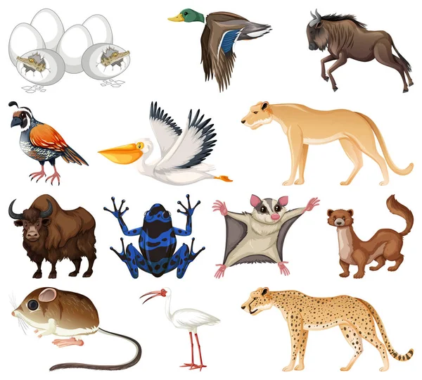 Различные Виды Иллюстраций Коллекции Животных — стоковый вектор