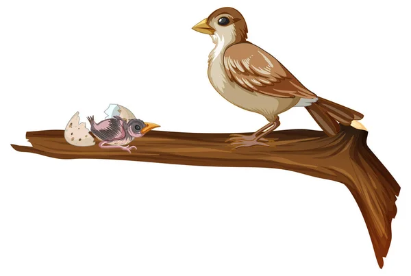 褐色麻雀和小鸡图解 — 图库矢量图片