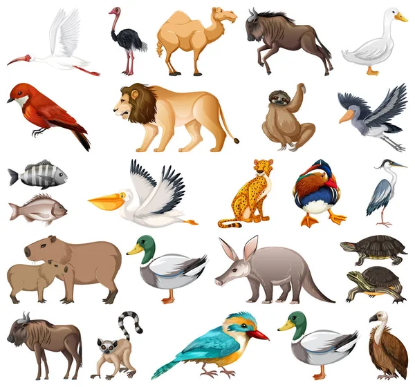 Différents Types Illustration Collection Animaux — Image vectorielle