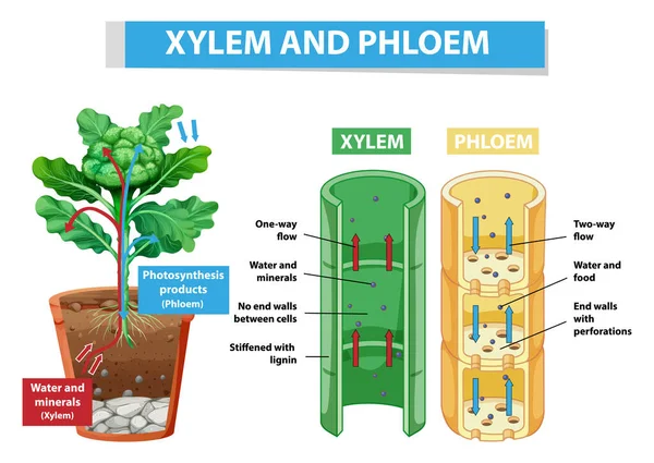 Schemat Przedstawiający Xylem Floem Ilustracji Roślin — Wektor stockowy