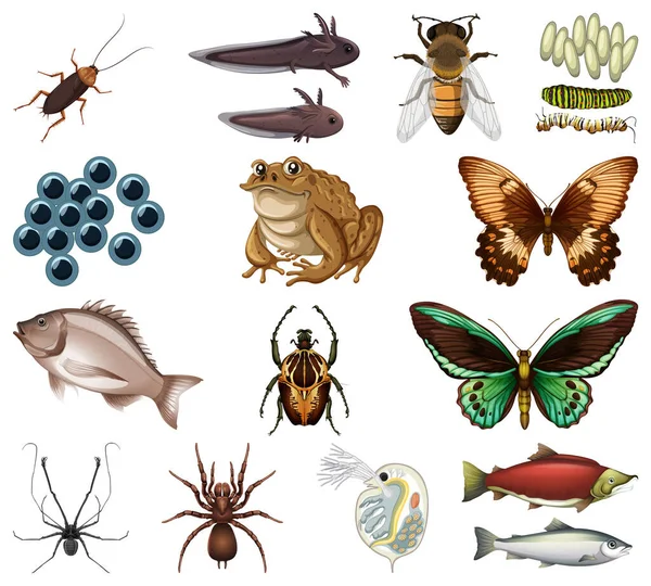 Diferentes Tipos Insectos Animales Sobre Fondo Blanco Ilustración — Vector de stock