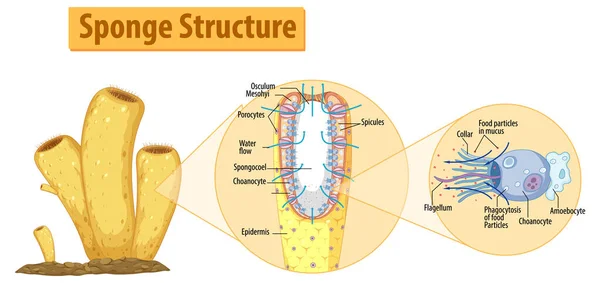 Diagram Showing Structure Sponge Illustration — Stock Vector