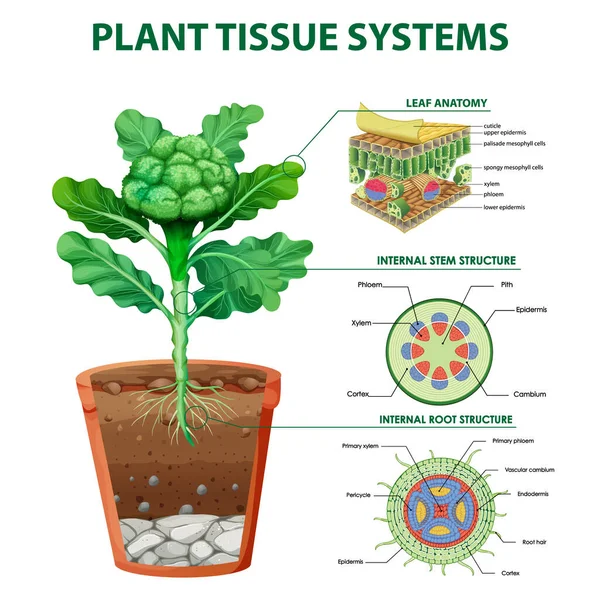 Ilustracja Schematu Przedstawiającego Systemy Tkanek Roślinnych — Wektor stockowy