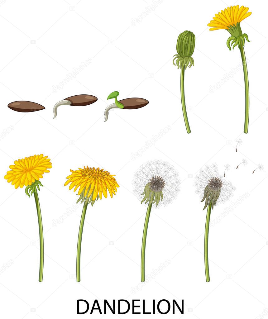 Set of dandelion life cycle illustration