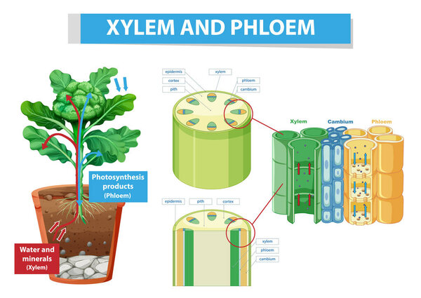 Diagram showing xylem and phloem in plant illustration