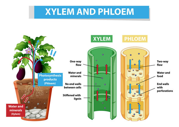 Diagram showing xylem and phloem in plant illustration