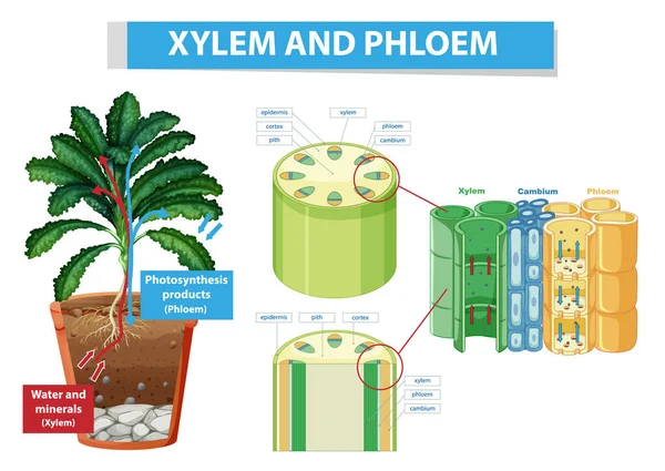 Diagrama Que Muestra Xilema Floema Ilustración Plantas — Vector de stock