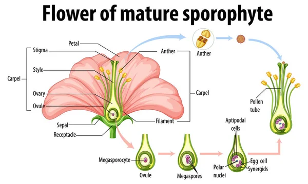 Diagrama Que Muestra Flor Ilustración Esporófita Madura — Vector de stock